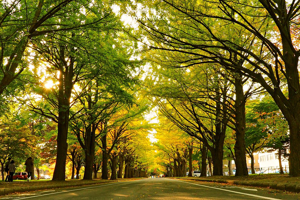 北海道大學銀杏大道