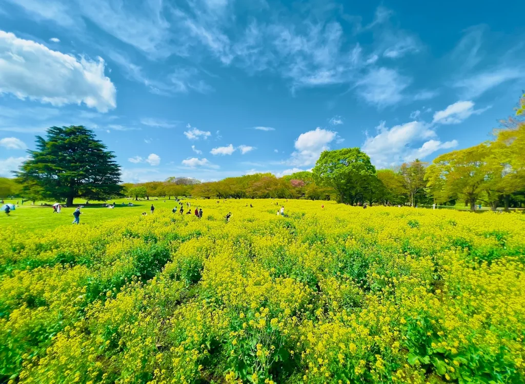 國營昭和紀念公園